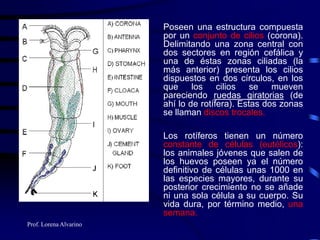 Prof. Lorena Alvarino
Poseen una estructura compuesta
por un conjunto de cilios (corona).
Delimitando una zona central con
dos sectores en región cefálica y
una de éstas zonas ciliadas (la
más anterior) presenta los cilios
dispuestos en dos círculos, en los
que los cilios se mueven
pareciendo ruedas giratorias (de
ahí lo de rotífera). Estas dos zonas
se llaman discos trocales.
Los rotíferos tienen un número
constante de células (eutélicos):
los animales jóvenes que salen de
los huevos poseen ya el número
definitivo de células unas 1000 en
las especies mayores, durante su
posterior crecimiento no se añade
ni una sola célula a su cuerpo. Su
vida dura, por término medio, una
semana.
 