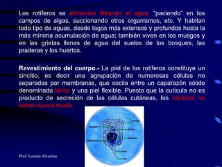 Prof. Lorena Alvarino
Los rotíferos se alimentan filtrando el agua, “paciendo” en los
campos de algas, succionando otros organismos, etc. Y habitan
todo tipo de aguas, desde lagos más extensos y profundos hasta la
más mínima acumulación de agua; también viven en los musgos y
en las grietas llenas de agua del suelos de los bosques, las
praderas y los huertos.
Revestimiento del cuerpo.- La piel de los rotíferos constituye un
sincitio, es decir una agrupación de numerosas células no
separadas por membranas, que oscila entre un caparazón sólido
denominado lórica y una piel flexible. Puesto que la cutícula no es
producto de secreción de las células cutáneas, los rotíferos no
sufren nunca muda.
 
