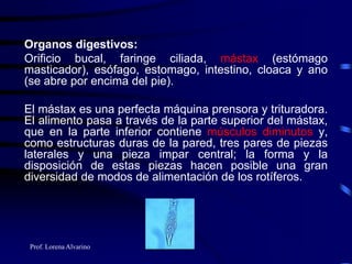 Prof. Lorena Alvarino
Organos digestivos:
Orificio bucal, faringe ciliada, mástax (estómago
masticador), esófago, estomago, intestino, cloaca y ano
(se abre por encima del pie).
El mástax es una perfecta máquina prensora y trituradora.
El alimento pasa a través de la parte superior del mástax,
que en la parte inferior contiene músculos diminutos y,
como estructuras duras de la pared, tres pares de piezas
laterales y una pieza impar central; la forma y la
disposición de estas piezas hacen posible una gran
diversidad de modos de alimentación de los rotíferos.
 