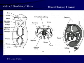 Prof. Lorena Alvarino
Uncus: 2 Ramus y 1 fulcrumMalleus; 2 Manubrius y 2 Uncus
 
