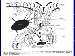 Prof. Lorena Alvarino
 