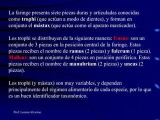 Prof. Lorena Alvarino
La faringe presenta siete piezas duras y articuladas conocidas
como trophi (que actúan a modo de dientes), y forman en
conjunto el mástax (que actúa como el aparato masticador).
Los trophi se distribuyen de la siguiente manera: Uncus: son un
conjunto de 3 piezas en la posición central de la faringe. Estas
piezas reciben el nombre de ramus (2 piezas) y fulcrum (1 pieza).
Malleus: son un conjunto de 4 piezas en posición periférica. Estas
piezas reciben el nombre de manubrium (2 piezas) y uncus (2
piezas).
Los trophi (y mástax) son muy variables, y dependen
principalmente del régimen alimentario de cada especie, por lo que
es un buen identificador taxonómico.
 