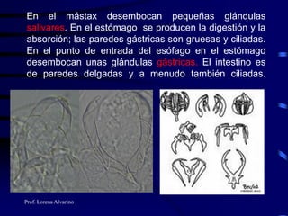 Prof. Lorena Alvarino
En el mástax desembocan pequeñas glándulas
salivares. En el estómago se producen la digestión y la
absorción; las paredes gástricas son gruesas y ciliadas.
En el punto de entrada del esófago en el estómago
desembocan unas glándulas gástricas. El intestino es
de paredes delgadas y a menudo también ciliadas.
 