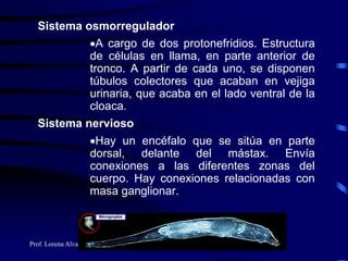 Prof. Lorena Alvarino
Sistema osmorregulador
A cargo de dos protonefridios. Estructura
de células en llama, en parte anterior de
tronco. A partir de cada uno, se disponen
túbulos colectores que acaban en vejiga
urinaria, que acaba en el lado ventral de la
cloaca.
Sistema nervioso
Hay un encéfalo que se sitúa en parte
dorsal, delante del mástax. Envía
conexiones a las diferentes zonas del
cuerpo. Hay conexiones relacionadas con
masa ganglionar.
 