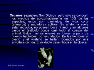 Prof. Lorena Alvarino
Órganos sexuales: Son Dioicos pero sólo se conocen
los machos de aproximadamente un 10% de las
especies; estos son diminutos, de vida corta
(efímeros) y nadadores activos. Su anatomía suele
estar reducida, no poseen boca ni ano, y en algunos
casos el testículo ocupa casi todo el cuerpo del
animal. Estos machos enanos se forman a partir de
huevos haploides, no fecundados. En las hembras el
ovario y el vitelario se hallan rodeados por una
envoltura común. El oviducto desemboca en la cloaca.
 