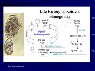 Prof. Lorena Alvarino
 