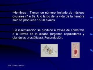 Prof. Lorena Alvarino
•Hembras : Tienen un número limitado de núcleos
ovulares (7 u 8). A lo largo de la vida de la hembra
sólo se producen 15-20 óvulos.
•La inseminación se produce a través de epidermis
o a través de la cloaca (órganos copuladores y
glándulas prostáticas). Fecundación.
 
