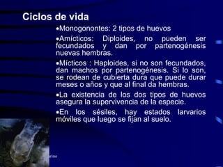 Prof. Lorena Alvarino
Ciclos de vida
Monogonontes: 2 tipos de huevos
Amícticos: Diploides, no pueden ser
fecundados y dan por partenogénesis
nuevas hembras.
Mícticos : Haploides, si no son fecundados,
dan machos por partenogénesis. Si lo son,
se rodean de cubierta dura que puede durar
meses o años y que al final da hembras.
La existencia de los dos tipos de huevos
asegura la supervivencia de la especie.
En los sésiles, hay estados larvarios
móviles que luego se fijan al suelo.
 