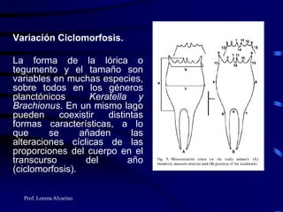 Prof. Lorena Alvarino
Variación Ciclomorfosis.
La forma de la lórica o
tegumento y el tamaño son
variables en muchas especies,
sobre todos en los géneros
planctónicos Keratella y
Brachionus. En un mismo lago
pueden coexistir distintas
formas características, a lo
que se añaden las
alteraciones cíclicas de las
proporciones del cuerpo en el
transcurso del año
(ciclomorfosis).
 