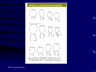 Prof. Lorena Alvarino
 