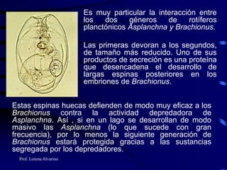 Prof. Lorena Alvarino
Es muy particular la interacción entre
los dos géneros de rotíferos
planctónicos Asplanchna y Brachionus.
Las primeras devoran a los segundos,
de tamaño más reducido. Uno de sus
productos de secreción es una proteína
que desencadena el desarrollo de
largas espinas posteriores en los
embriones de Brachionus.
Estas espinas huecas defienden de modo muy eficaz a los
Brachionus contra la actividad depredadora de
Asplanchna. Así , si en un lago se desarrollan de modo
masivo las Asplanchna (lo que sucede con gran
frecuencia), por lo menos la siguiente generación de
Brachionus estará protegida gracias a las sustancias
segregada por los depredadores.
 