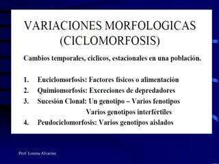 Prof. Lorena Alvarino
 