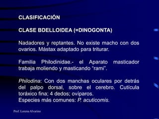 Prof. Lorena Alvarino
CLASIFICACIÓN
CLASE BDELLOIDEA (=DINOGONTA)
Nadadores y reptantes. No existe macho con dos
ovarios. Mástax adaptado para triturar.
Familia Philodinidae.- el Aparato masticador
trabaja moliendo y masticando “rami”.
Philodina: Con dos manchas oculares por detrás
del palpo dorsal, sobre el cerebro. Cutícula
toráxico fina; 4 dedos; ovíparos.
Especies más comunes: P. acuticomis.
 