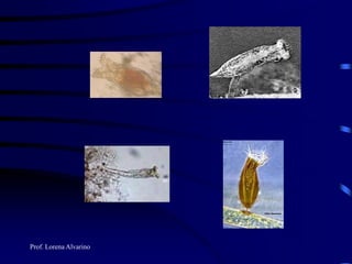 Prof. Lorena Alvarino
 
