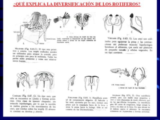 Prof. Lorena Alvarino
 