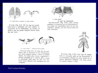 Prof. Lorena Alvarino
 