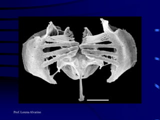 Prof. Lorena Alvarino
 