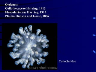 Prof. Lorena Alvarino
Conochilidae
Ordenes:
Collothecaceae Harring, 1913
Flosculariaceae Harring, 1913
Ploima Hudson and Gosse, 1886
 