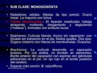 Prof. Lorena Alvarino
• SUB CLASE: MONOGONONTA
• Nadadores, sésiles. Mástax de tipo prensil. Ovario
impar. La mayoría con lórica.
• Familia Brachionidae.- El Aparato masticador trabaja
atrapando, moliendo, desgarrando y deglutiendo
(“malleus”). Animales con embudo bucal.
• Epiphanes: Cutícula blanda, tronco sin caparazón, con
tinuado sin transición en el pie. Dedos iguales. Dos ojos.
Órgano rotatorio con hileras de membranelas. Ovíparos.
• Brachionus: La cutícula desarrolla un caparazón
toráxico. Pie con anillos, no dividido en elementos.
Borde anterior del caparazón con espinas con glándulas
adherentes en el pie. Un ojo rojo en el borde posterior
del cerebro.
• Especie más común: B. calycliflorus.
 