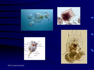 Prof. Lorena Alvarino
 