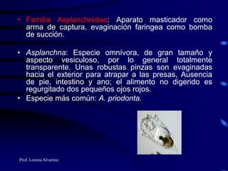 Prof. Lorena Alvarino
• Familia Asplanchnidae: Aparato masticador como
arma de captura, evaginación faringea como bomba
de succión.
• Asplanchna: Especie omnívora, de gran tamaño y
aspecto vesiculoso, por lo general totalmente
transparente. Unas robustas pinzas son evaginadas
hacia el exterior para atrapar a las presas, Ausencia
de pie, intestino y ano; el alimento no digerido es
regurgitado dos pequeños ojos rojos.
• Especie más común: A. priodonta.
 