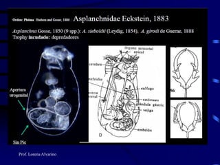 Prof. Lorena Alvarino
 