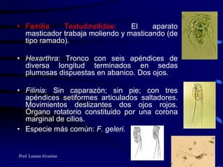 Prof. Lorena Alvarino
• Familia Testudinellidae: El aparato
masticador trabaja moliendo y masticando (de
tipo ramado).
• Hexarthra: Tronco con seis apéndices de
diversa longitud terminados en sedas
plumosas dispuestas en abanico. Dos ojos.
• Filinia: Sin caparazón; sin pie; con tres
apéndices setiformes articulados saltadores.
Movimientos deslizantes dos ojos rojos.
Órgano rotatorio constituido por una corona
marginal de cilios.
• Especie más común: F. geleri.
 
