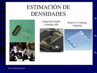 Prof. Lorena Alvarino
 