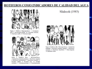 Prof. Lorena Alvarino
 