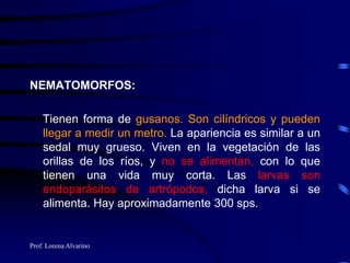 Prof. Lorena Alvarino
NEMATOMORFOS:
Tienen forma de gusanos. Son cilíndricos y pueden
llegar a medir un metro. La apariencia es similar a un
sedal muy grueso. Viven en la vegetación de las
orillas de los ríos, y no se alimentan, con lo que
tienen una vida muy corta. Las larvas son
endoparásitos de artrópodos, dicha larva si se
alimenta. Hay aproximadamente 300 sps.
 