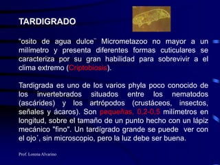 Prof. Lorena Alvarino
TARDIGRADO
“osito de agua dulce¨ Micrometazoo no mayor a un
milímetro y presenta diferentes formas cuticulares se
caracteriza por su gran habilidad para sobrevivir a el
clima extremo (Criptobiosis).
Tardigrada es uno de los varios phyla poco conocido de
los invertebrados situados entre los nematodos
(ascárides) y los artrópodos (crustáceos, insectos,
señales y ácaros). Son pequeñas, 0,2-0,5 milímetros en
longitud, sobre el tamaño de un punto hecho con un lápiz
mecánico "fino". Un tardígrado grande se puede ver con
el ojo´, sin microscopio, pero la luz debe ser buena.
 