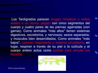 Prof. Lorena Alvarino
Los Tardígrados parecen orugas miniatura u ositos
asidos a un tronco (algas) con cinco segmentos del
cuerpo y cuatro pares de las piernas agarradas (con
garras). Como animales "más altos" tienen sistemas
digestivos, excretorios, y nerviosos; sexos separados;
y músculos bien desarrollados. Como animales "más
bajos", carecen respiratorio y sistema circulatorio, en
lugar, respiran a través de su piel o la cutícula y el
cuerpo entero actúa como bomba para circular los
líquidos.
 