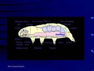 Prof. Lorena Alvarino
 