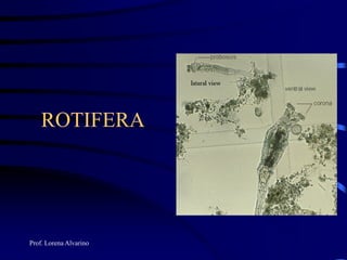 Prof. Lorena Alvarino
ROTIFERA
 