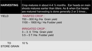 HARVESTING Crop matures in about 4-4 ½ months . Ear heads on main
shoots matures earlier than tillers. As & when Ear heads
are matured harvesting is done generally 2 or 3 times .
YIELD RAINFED CROP :
700 – 800 Kg /Ha Grain yield
1100 – 1800 Kg / Ha Fodder yield
IRRIGATED CROP :
3 – 3 .5 T/Ha Grain yield
3.5 – 5 T /Ha Fodder yield
TO
STORE GRAIN
10 %
 
