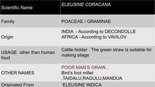 Scientific Name
ELEUSINE CORACANA
Family POACEAE / GRAMINAE
Origin
INDIA - According to DECONDOLLE
AFRICA - According to VAVILOV
USAGE other than human
food
Cattle fodder . The green straw is suitable for
making silage
OTHER NAMES
POOR MAN’S GRAIN .
Bird’s foot millet
,TAIDALU,RAGULU,MANDUA
Originated From ELEUSINE INDICA
 