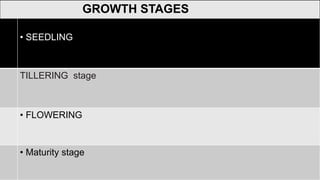 • SEEDLING
TILLERING stage
• FLOWERING
• Maturity stage
GROWTH STAGES
 