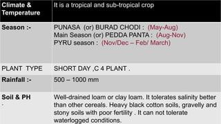 .
Climate &
Temperature
It is a tropical and sub-tropical crop
Season :- PUNASA (or) BURAD CHODI : (May-Aug)
Main Season (or) PEDDA PANTA : (Aug-Nov)
PYRU season : (Nov/Dec – Feb/ March)
PLANT TYPE SHORT DAY ,C 4 PLANT .
Rainfall :- 500 – 1000 mm
Soil & PH
·
Well-drained loam or clay loam. It tolerates salinity better
than other cereals. Heavy black cotton soils, gravelly and
stony soils with poor fertility . It can not tolerate
waterlogged conditions.
 
