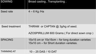 SOWING Broad casting , Transplanting .
Seed rate 4 – 6 Kg /Ha
Seed treatment THIRAM or CAPTAN @ 3g/kg of seed.
AZOSPIRILLUM 600 Grams ( For direct sown crop )
SPACING 15x15 cm or 15x15cm – for long duration varieties
15x10 cm – for Short duration varieties.
THINNING AT 10 – 25 DAS / 10 DAT
 