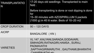 TRANSPLANTATIO
N
17-20 days old seedlings Transplanted to main
field .
Before transplanting is done or root dipping is done
for
15–30 minutes with AZOSPIRILLUM 5 packets
(1000 g) in 40 lit water. Beds of 10–20 m2
CROP DURATION 90 – 120 DAYS
AICRP
BANGALORE ( KN )
VARIETIES
VL 147 ,KALYANI,SARADA,GODAVARI,
SIMHADRI,RATNAGIRI,HAMSA , SURAJ,
PADMAVATHI
,SAPTHAGIRIMARUTHI , GAUTHAMI,BHARATHI
 
