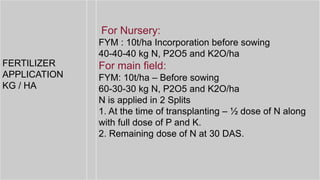 FERTILIZER
APPLICATION
KG / HA
For Nursery:
FYM : 10t/ha Incorporation before sowing
40-40-40 kg N, P2O5 and K2O/ha
For main field:
FYM: 10t/ha – Before sowing
60-30-30 kg N, P2O5 and K2O/ha
N is applied in 2 Splits
1. At the time of transplanting – ½ dose of N along
with full dose of P and K.
2. Remaining dose of N at 30 DAS.
 