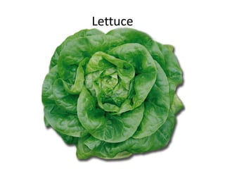 Lettuce
 