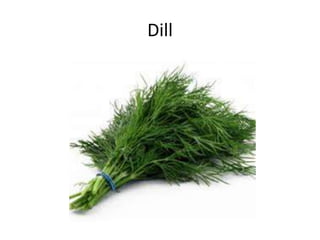 Dill
 