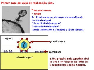 1.  El	
  primer	
  paso	
  es	
  la	
  unión	
  a	
  la	
  superﬁcie	
  de	
  	
  
la	
  célula	
  huésped.	
  
“	
  Especiﬁcidad	
  de	
  especie”	
  
“	
  Especiﬁcidad	
  de	
  tejido”	
  
	
  Limita	
  la	
  infección	
  a	
  la	
  especie	
  y	
  célula	
  correcta.	
  
Primer	
  paso	
  del	
  ciclo	
  de	
  replicación	
  viral.	
  
	
  	
  	
  	
  	
  	
  	
  	
  	
  	
  	
  	
  	
  	
  	
  	
  	
  	
  	
  	
  	
  	
  	
  	
  	
  	
  	
  	
  	
  	
  	
  	
  	
  	
  	
  	
  	
  	
  	
  	
  	
  	
  
	
  	
  	
  	
  	
  	
  	
  	
  	
  	
  	
  	
  	
  	
  	
  	
  	
  	
  	
  	
  	
  	
  	
  	
  	
  	
  	
  	
  	
  	
  	
  	
  	
  	
  	
  	
  	
  	
  	
  	
  	
  	
  	
  *	
  Reconocimiento	
  
	
  	
  	
  	
  	
  	
  	
  	
  	
  	
  	
  	
  	
  	
  	
  	
  	
  	
  	
  	
  	
  	
  	
  	
  	
  	
  	
  	
  	
  	
  	
  	
  	
  	
  	
  	
  	
  	
  	
  	
  	
  	
  	
  	
  	
  	
  	
  	
  	
  	
  	
  	
  *	
  	
  Unión	
  
	
  	
  
2.	
  Una	
  proteína	
  de	
  la	
  superﬁcie	
  viral	
  	
  
se	
  	
  une	
  a	
  	
  un	
  receptor	
  especíﬁco	
  en	
  	
  
la	
  superﬁcie	
  de	
  la	
  célula	
  huésped.	
  
Célula	
  huésped	
  
receptores	
  
proteina	
  viral	
  
*	
  Ingreso	
  	
  
 