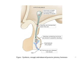 Tp Flag Endocrine System and its glands in brief | PDF