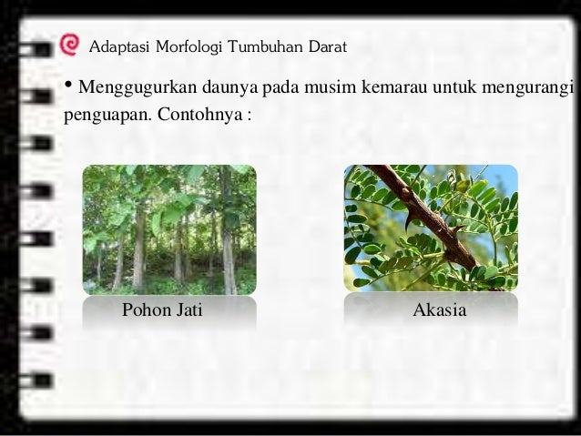 Adaptasi Morfologi Pada Hewan Adaptasi Morfologi Pada Hewan