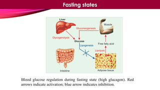 Blood glucose regulation during fasting state (high glucagon). Red
arrows indicate activation; blue arrow indicates inhibition.
Fasting states
 