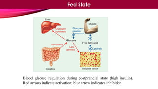 Blood glucose regulation during postprandial state (high insulin).
Red arrows indicate activation; blue arrow indicates inhibition.
Fed State
 