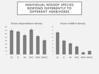 INDIVIDUAL WOODY SPECIES
RESPOND DIFFERENTLY TO
DIFFERENT HERBIVORES
0
10
20
30
40
50
60
70
80
90
100
O C W WC MW MWC
Grew...
