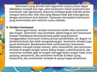 Kromosom yang dimiliki oleh organisme secara umum dapat
dibedakan menjadi dua tipe, yaitu kromosom tubuh (autosom) dan
kromosom seks (gonosom). Autosom terdapat pada individu jantan
maupun betina dan sifat-sifat yang dibawa tidak ada hubungannya
dengan penentuan jenis kelamin. Gonosom merupakan kromosom
yang menentukan jenis kelamin suatu individu.
b. Struktur kromosom
Secara garis besar, struktur kromosom terdiri atas sentromer
dan lengan. Sentromer atau kinetokor adalah bagian dari kromosom
tempat melekatnya benang-benang spidel yang berperan
menggerakkan kromosom selama proses pembelahan sel. Bagian ini
berbentuk bulat dan tidak mengandung gen. Sentromer disebut juga
pusat kromosom. Berdasarkan letak sentromernya, kromosom
dibedakan menjadi empat macam, yaitu metasentrik, jika sentromer
terletak di tengah-tengah antara kedua lengan; submetasentrik, jika
sentromer terletak agak ke tengah sehingga kedua lengan tidak sama
panjang; akrosentrik, jika sentromer terletak di dekat ujung,
telesentrik, jika sentrometer terletak di ujung lengan kromosom.
 